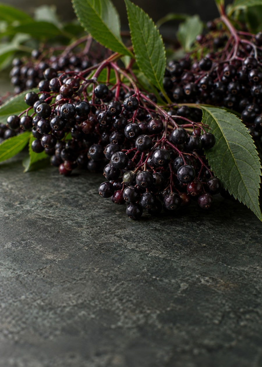 Elderberry (6% anthocyanosides)